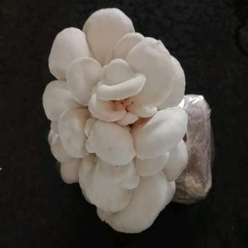oyster mushroom
