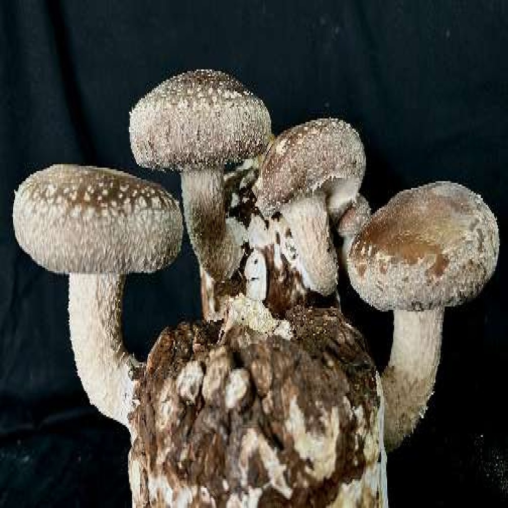 Fresh Shiitake Mushroom