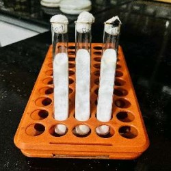Pure Culture Test Tube