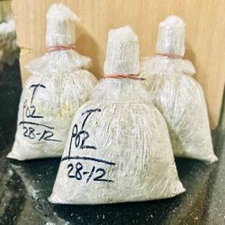 Oyster Mushroom Mother