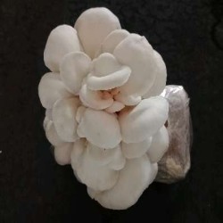 oyster mushroom
