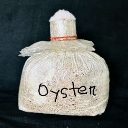 Oyster Mushroom Spawn